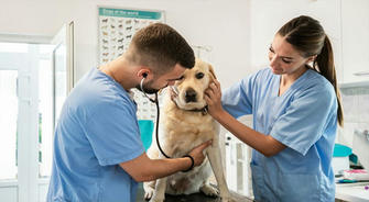 How to Choose the Right Veterinary Assistant Course for You